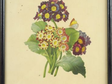 Suite de 12 lithographies en couleurs d'après Redouté 'Fleurs'