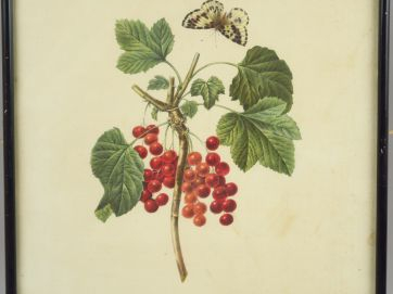 Suite de 12 lithographies en couleurs d'après Redouté 'Fleurs'