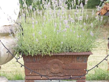 Une paire de jardinières rectangulaires en fonte à décor de feuillage 