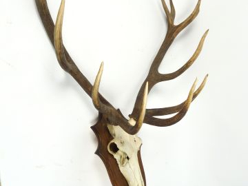 Deux grands massacres de cerf.