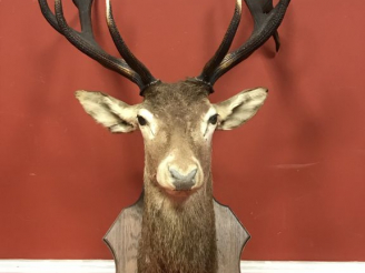 Vente aux enchères Massacre de cerf