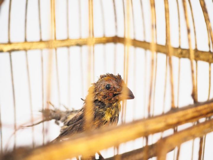 Automate 1900 en bois doré métal et velours, figurant un oiseau chante