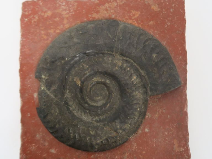 Ammonite sur un carreau en terre cuite. Dim. 16,5 x 16 x 4 cm.  (accid