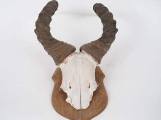 Vente aux enchères 2 différents massacres de gazelle sur des plaques en bois H. 77 cm et 