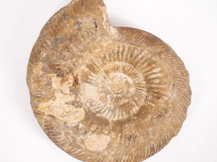 Ammonite fossilisée. Diam. 27 cm
