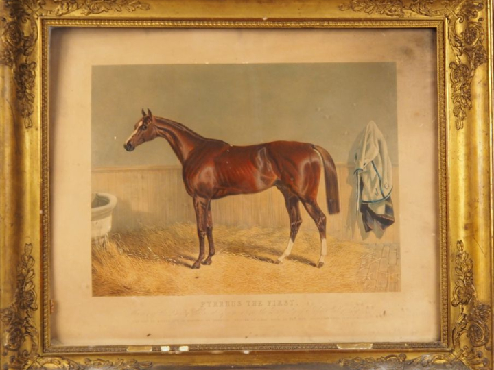 Lithographie XIXème en couleurs. "Pyrrus the first"  Dans un cadre à p