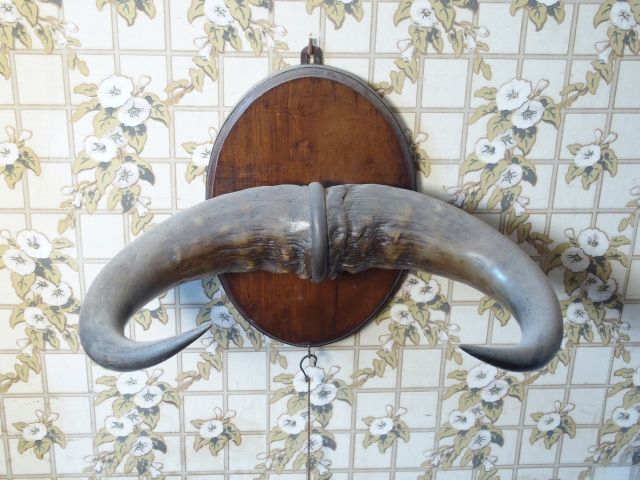 2 différents trophées, cornes de buffles