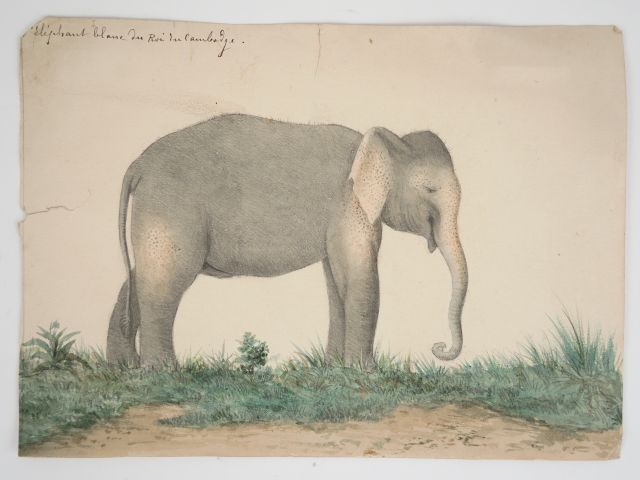 Amusant ensemble de 8 aquarelles représentant l'éléphant blanc du Roi 