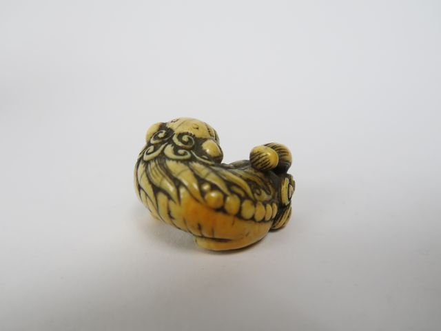Netsuke en ivoire représentant un shishi couché, la tête vers l’arrièr