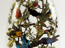 Groupe d'oiseaux naturalisés sous globe. H. avec globe : 62 cm