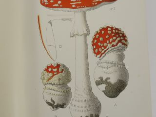 ROLLAND (Léon). Atlas des champignons de France, Suisse et Belgique. A
