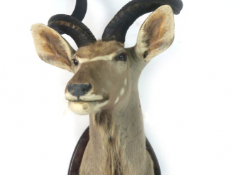 Vente aux enchères Trophée de chasse en cape "Grand Koudou"