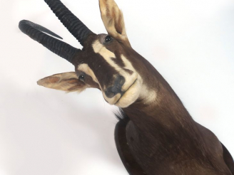Vente aux enchères Trophée de chasse en cape "Oryx"