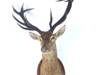 Vente aux enchères Trophée de chasse en cape "Cerf"