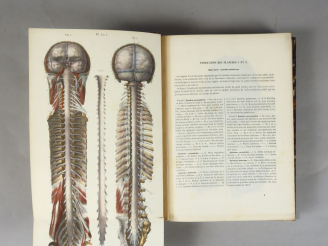 Vente aux enchères HIRSCHFELD (Ludovic). Traité et iconographie du Système nerveux et des