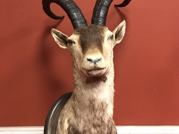 Massacre de mouflon