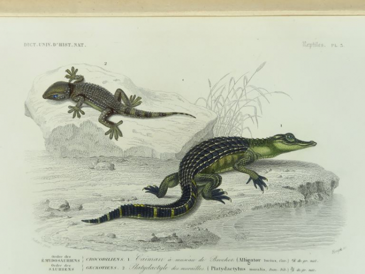 D'ORBIGNY (Charles). Dictionnaire universel d'Histoire Naturelle. Deux