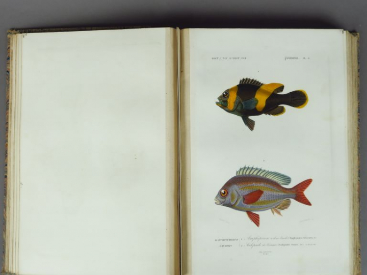 D'ORBIGNY (Charles). Dictionnaire universel d'Histoire Naturelle. Deux