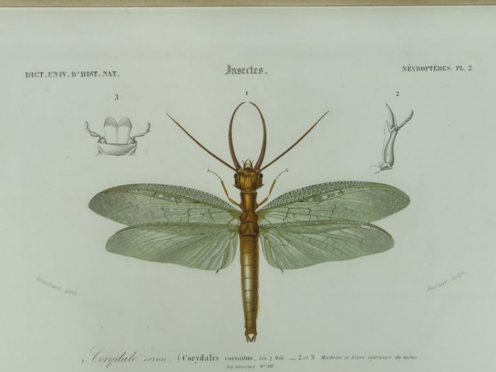 D'ORBIGNY (Charles). Dictionnaire universel d'Histoire Naturelle. Deux