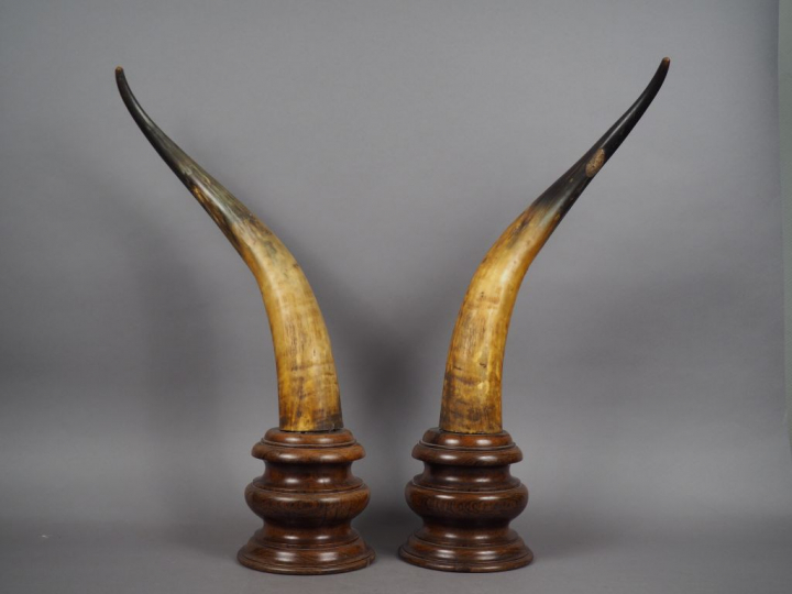 Paire de cornes de Koudou montées sur des socles en bois. H. : 72 cm.