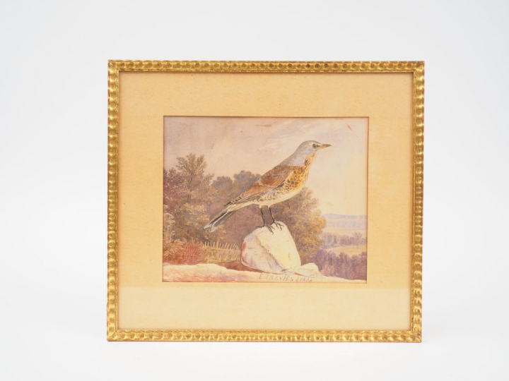 Edouard TRAVIES. "Grive". Aquarelle, signée en bas et datée 1854. Dim.