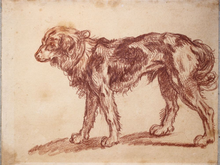 Jean-Baptiste GREUZE (1725-1805) "Etude de chien" Sanguine. 23,5 x 30,