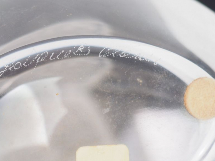 LALIQUE France. Vase soliflore en cristal à décor de quatre palmettes.