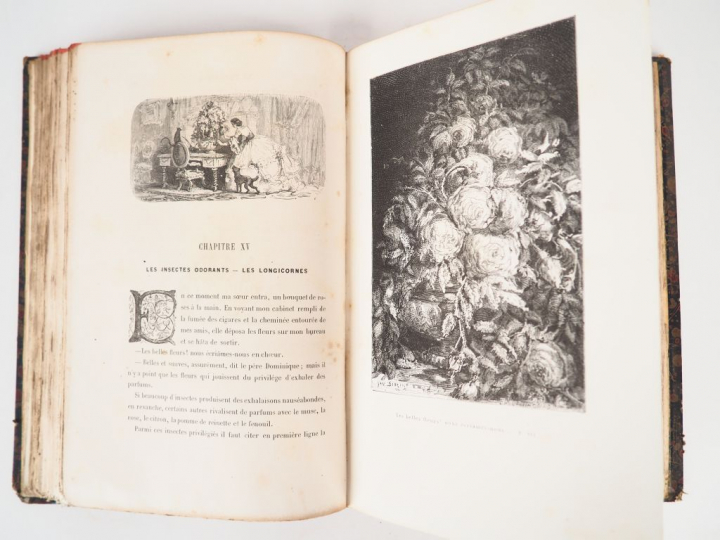 BERTHOUD (Henry). Le Monde des insectes. Deuxième édition. Dessin de Y