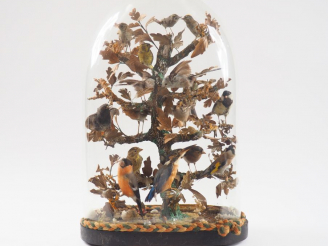 Vente aux enchères Groupe d'oiseaux naturalisés sous globe d'époque Napoléon III. Dim.