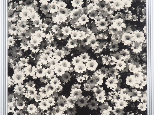 Jean DIEUZAIDE. "parterre de fleurs". Photographie en noir et blanc sg