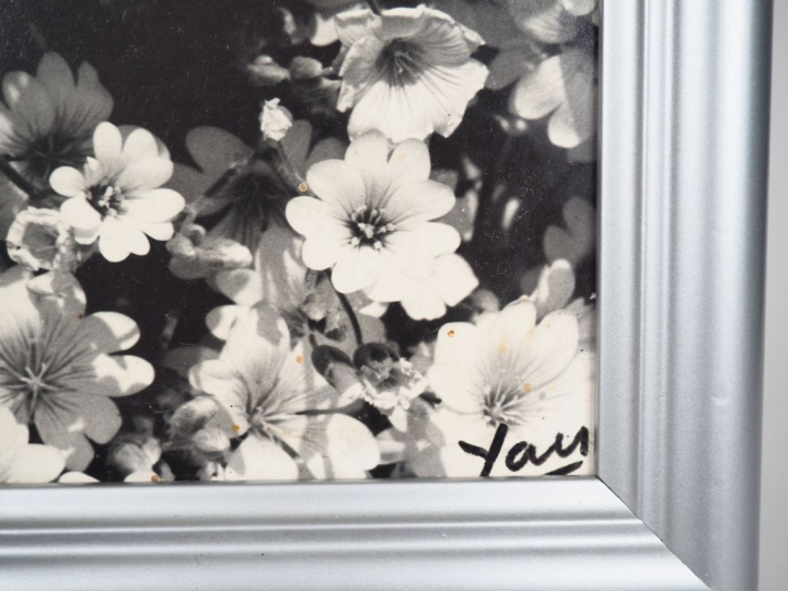 Jean DIEUZAIDE. "parterre de fleurs". Photographie en noir et blanc sg