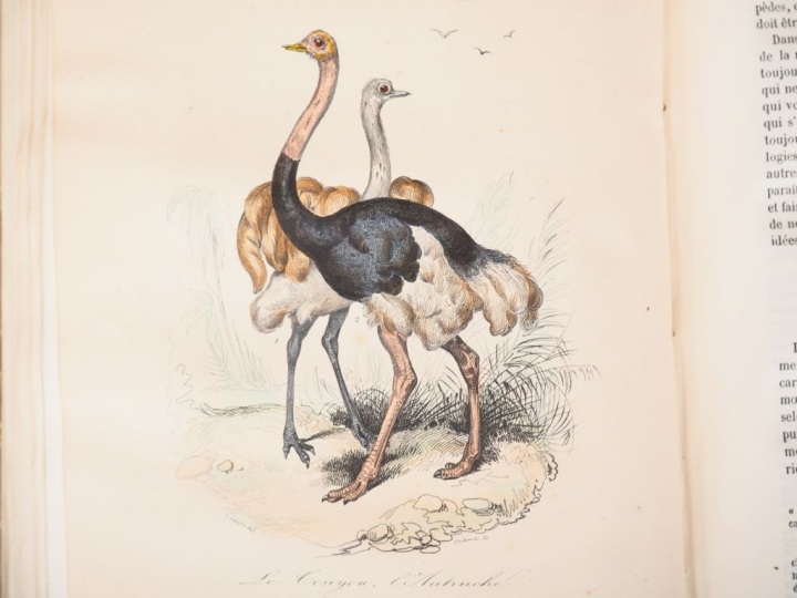 BUFFON. Œuvres complètes. Avec la nomenclature linnéenne et la classif