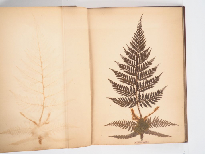 [Herbier] NEW ZEALAND FERNS. Prepared and mounted by T. GRANWELL. Parn
