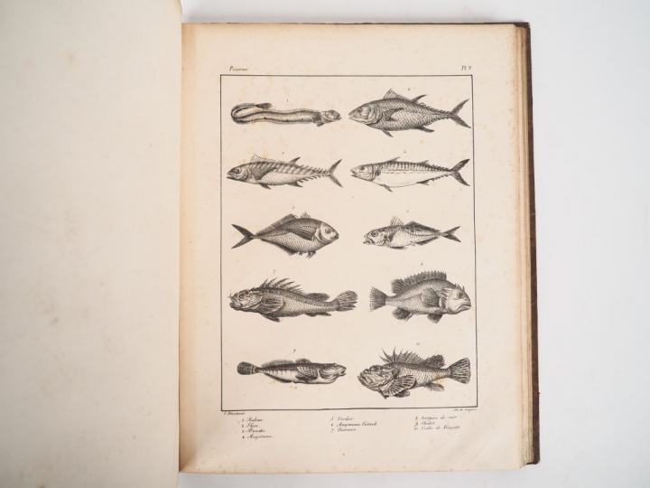 BAUDRILLART (J. J.). TRAITÉ GÉNÉRAL DES EAUX ET FORÊTS, CHASSES ET PÊC