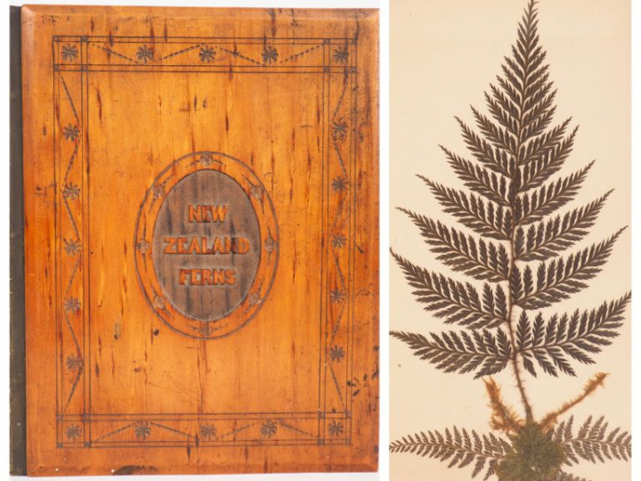 [HERBIER]. NEW ZEALAND FERNS. Prepared and mounted by T. Cranwell, Par