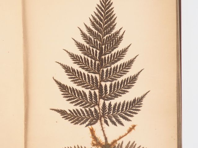 [HERBIER]. NEW ZEALAND FERNS. Prepared and mounted by T. Cranwell, Par