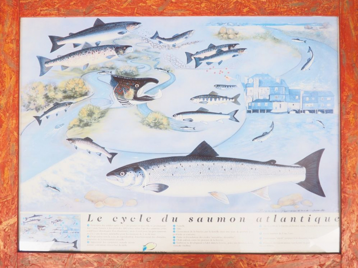 Lot comprenant 3 affiches :  - Affiche "les poissons"  - affiche le cy