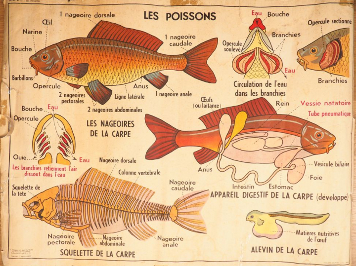 Lot comprenant 3 affiches :  - Affiche "les poissons"  - affiche le cy