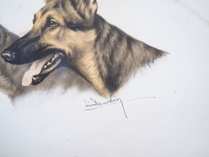 Léon DANCHIN.  Paire de lithographies « chien de chasse » et « chien l