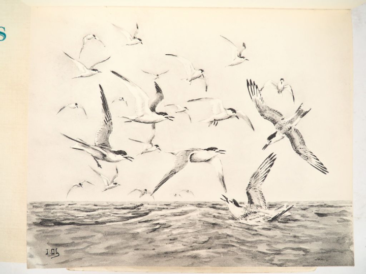 [CHASSE]. OBERTHÜR (J.). GIBIERS DE NOTRE PAYS. P., Librairie des Cham