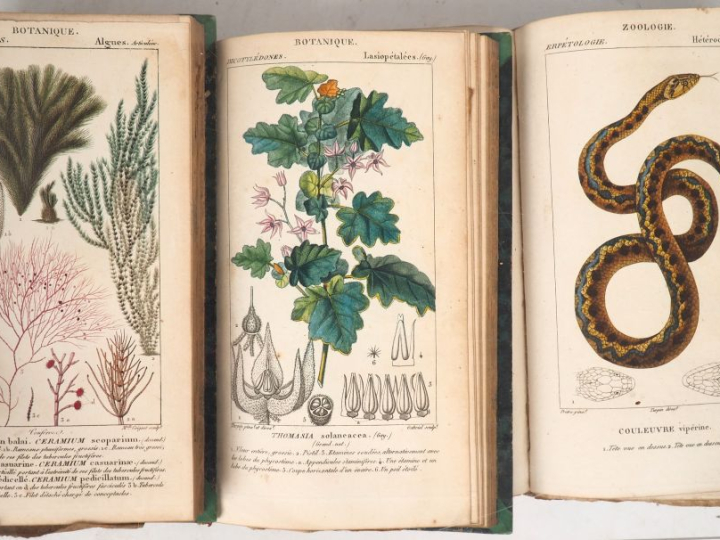DICTIONNAIRE DES SCIENCES NATURELLES. 2ème partie : règne organisé. PL