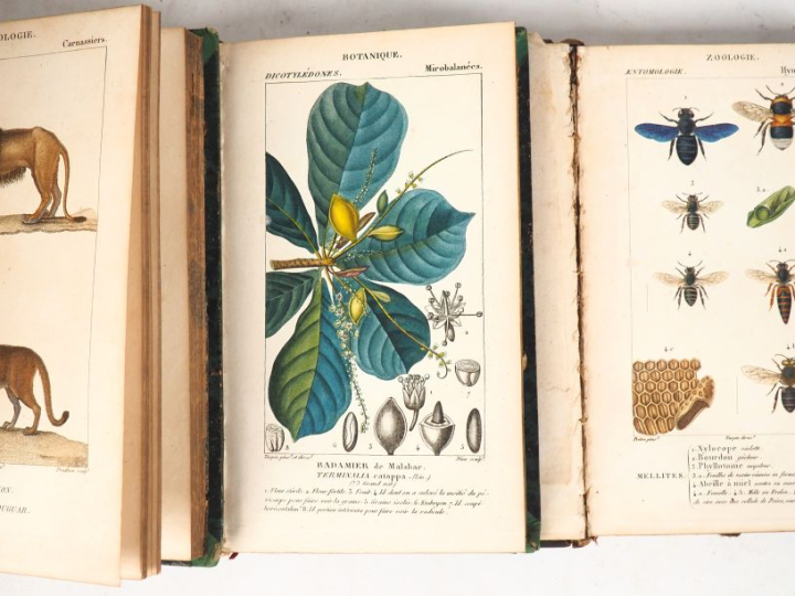 DICTIONNAIRE DES SCIENCES NATURELLES. 2ème partie : règne organisé. PL
