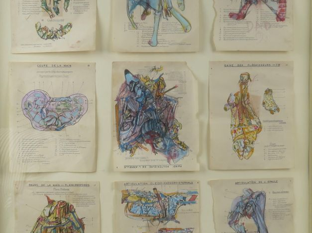 DADO. "Planches d'anatomie". Encadrement de 9 planches d'anatomie reha