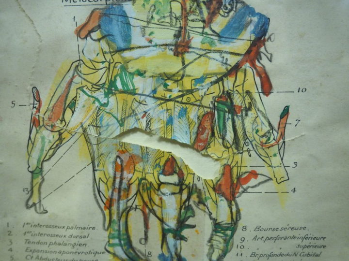 DADO. "Planches d'anatomie". Encadrement de 9 planches d'anatomie reha