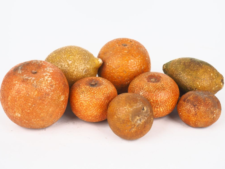 8 fruits XIXème en pierre polychrome : oranges, citrons et mandarines.