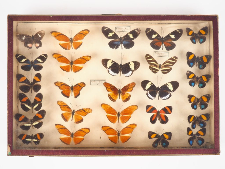 Encadrement de 27 papillons naturalisés.