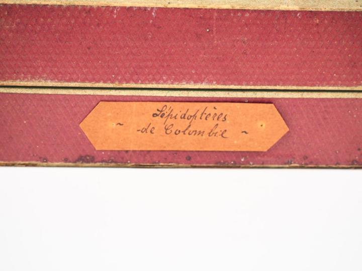 Encadrement de 27 papillons naturalisés.