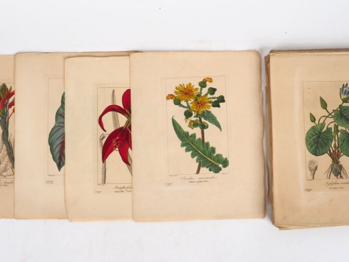 [BOTANIQUE]. MORDAUNT DE LAUNAY (Jean Claude Michel). HERBIER GÉNÉRAL 