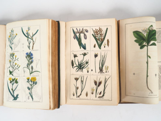 Vente aux enchères [BOTANIQUE]. DEAKIN (R.). FLORIGRAPHIA BRITANNICA , or, engravings and