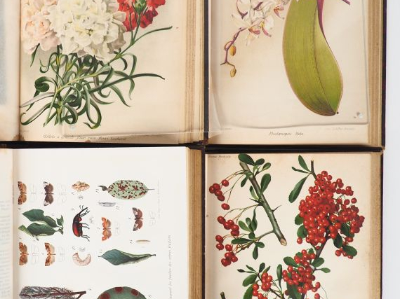 [BOTANIQUE]. REVUE HORTICOLE. Journal d’horticulture pratique. P., Lib